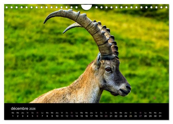 Produktbild: Bouquetins des Alpes (Calendrier mural 2026 DIN A4 vertical), CALVENDO calendrier mensuel