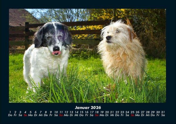 Produktbild: Hundezauber 2026 Fotokalender DIN A4
