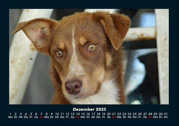 Produktbild: Welt der Tiere 2025 Fotokalender DIN A4