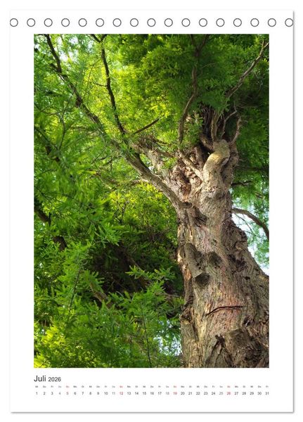 Produktbild: Impressionen aus unserem Wald (Tischkalender 2026 DIN A5 hoch), CALVENDO Monatskalender