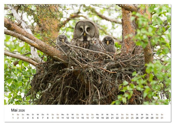 Produktbild: Finnland: eine tierische Entdeckungsreise (Wandkalender 2026 DIN A2 quer), CALVENDO Monatskalender