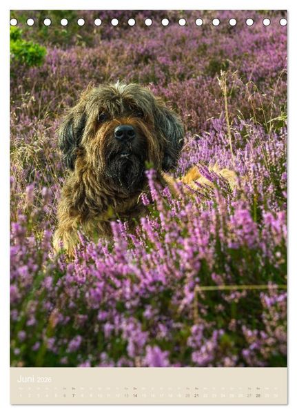 Produktbild: Briard-Gesichter (Tischkalender 2026 DIN A5 hoch), CALVENDO Monatskalender