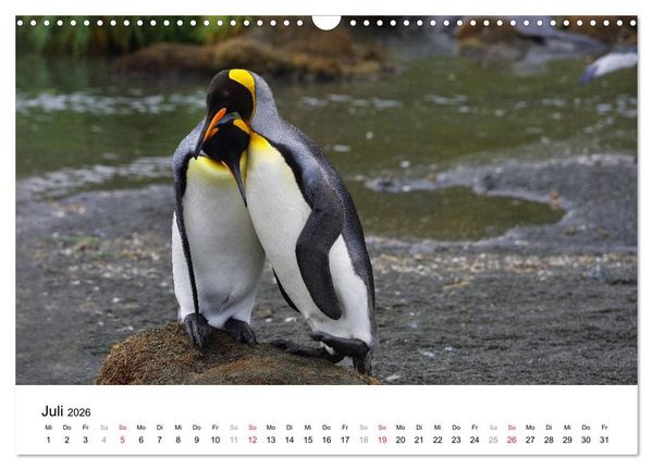 Produktbild: Im Reich der Pinguine (Wandkalender 2026 DIN A3 quer), CALVENDO Monatskalender