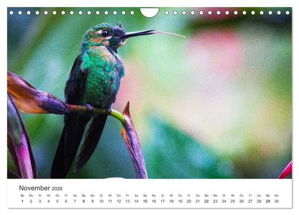 Produktbild: Kolibris - wahre Luftakrobaten (Wandkalender 2026 DIN A4 quer), CALVENDO Monatskalender