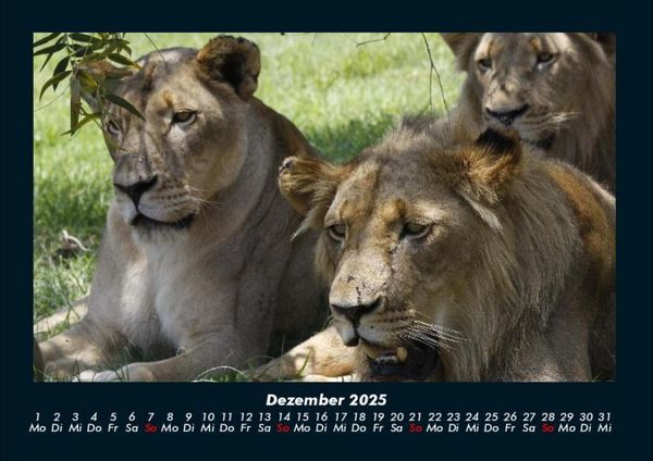 Produktbild: L&ouml;wen in der Wildnis 2025 Fotokalender DIN A4