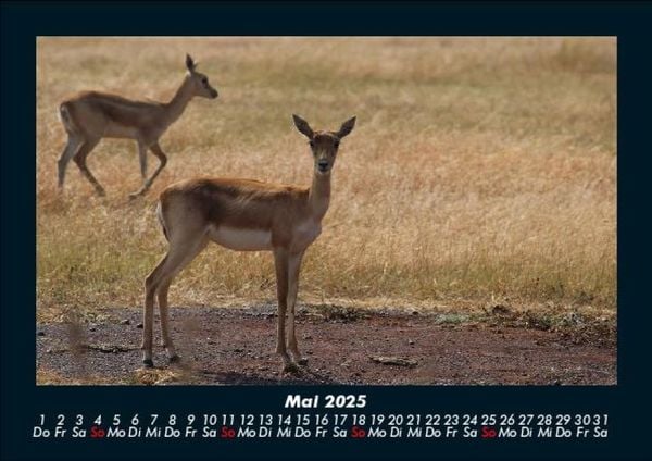 Produktbild: Waldbewohner 2025 Fotokalender DIN A5