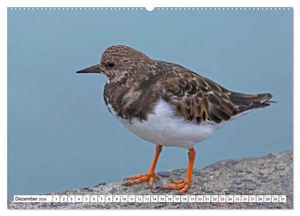 Produktbild: Faszinierende Ansichten von Cornwall (hochwertiger Premium Wandkalender 2026 DIN A2 quer), Kunstdruck in Hochglanz
