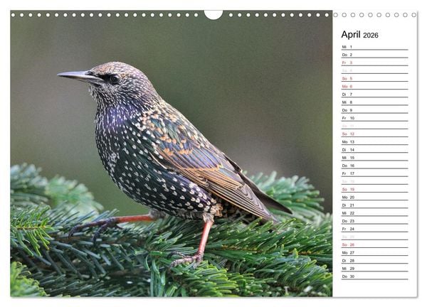 Produktbild: Unsere heimischen Gartenv&ouml;gel (Wandkalender 2026 DIN A3 quer), CALVENDO Monatskalender