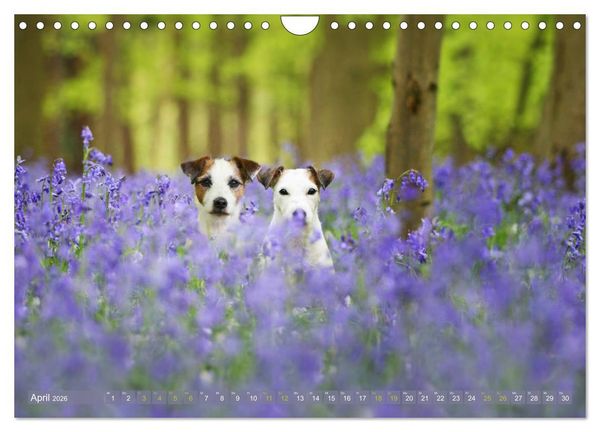 Produktbild: Die Parson-Russell-Terrier ...mit neuen Abenteuern aus der Hundeknipserei (Wandkalender 2026 DIN A4 quer), CALVENDO Monatskalender