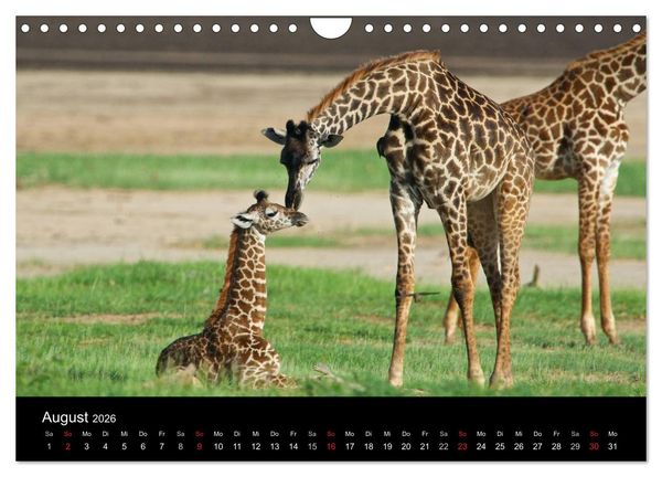 Produktbild: GIRAFFEN - Liebliche Riesen der afrikanischen Savanne (Wandkalender 2026 DIN A4 quer), CALVENDO Monatskalender