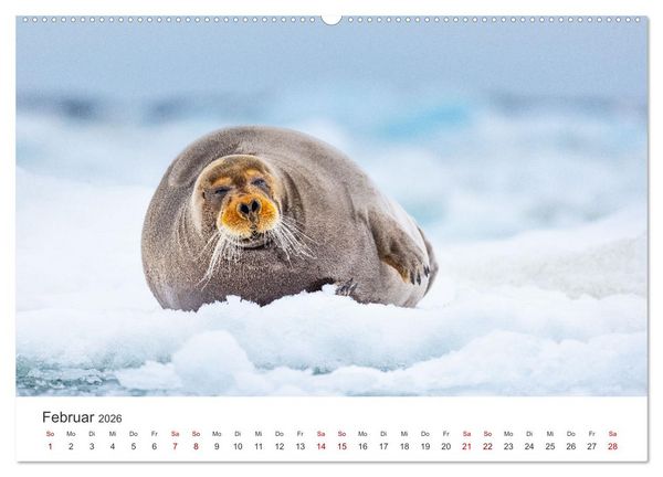 Produktbild: Naturparadies Svalbard (Wandkalender 2026 DIN A2 quer), CALVENDO Monatskalender