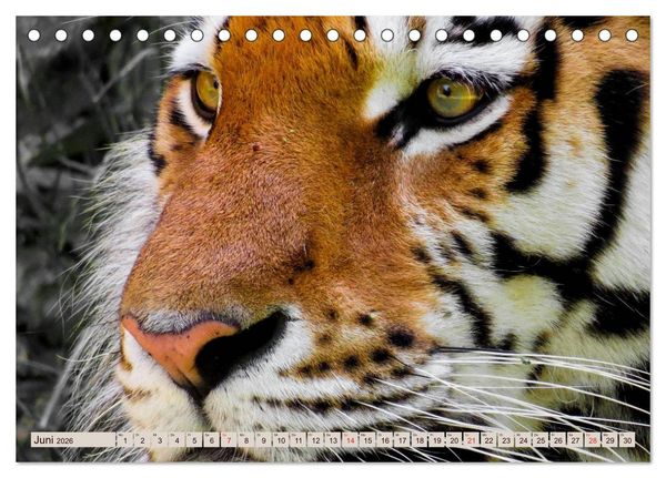 Produktbild: Tiger. Gestreift, wild u. sch&ouml;n (Tischkalender 2026 DIN A5 quer), CALVENDO Monatskalender