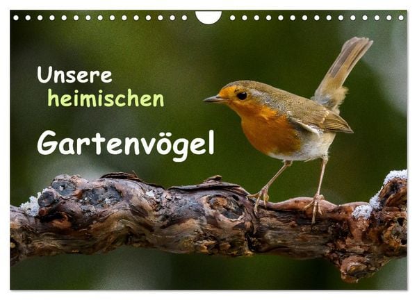 Produktbild: Unsere heimischen Gartenv&ouml;gel (Wandkalender 2026 DIN A4 quer), CALVENDO Monatskalender