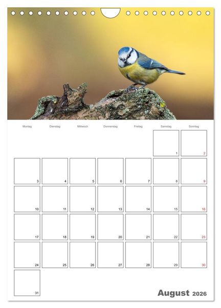 Produktbild: V&ouml;gel im heimischen Garten (Wandkalender 2026 DIN A4 hoch), CALVENDO Monatskalender