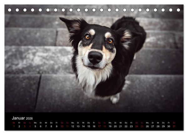 Produktbild: Australian Shepherd - Vielfalt in einer Rasse (Tischkalender 2026 DIN A5 quer), CALVENDO Monatskalender