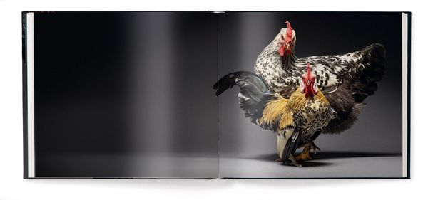 Produktbild: Feathered Elegance