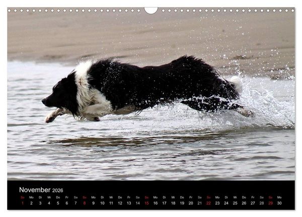 Produktbild: Border Collies machen Urlaub in D&auml;nemark (Wandkalender 2026 DIN A3 quer), CALVENDO Monatskalender