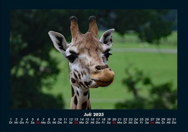 Produktbild: Tiere im Zoo 2025 Fotokalender DIN A4