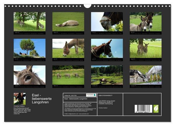 Produktbild: Esel - liebenswerte Langohren (Wandkalender 2027 DIN A3 quer), CALVENDO Monatskalender