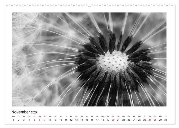 Produktbild: Die grafische Sch&ouml;nheit der Pflanzen &ndash; Schwarz-Wei&szlig; (Wandkalender 2027 DIN A2 quer), CALVENDO Monatskalender