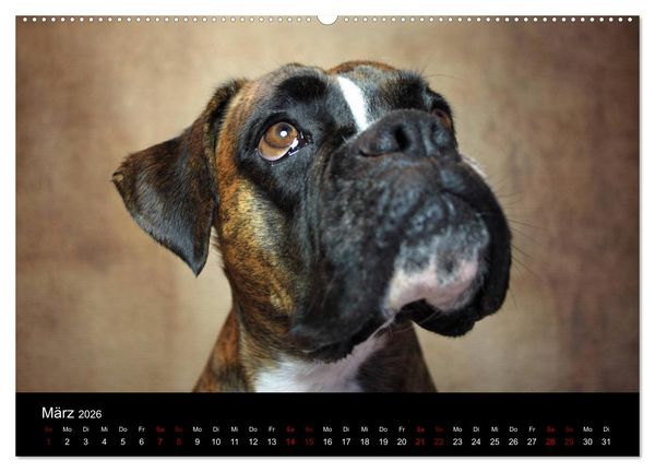 Produktbild: Liebenswerte Boxer (Wandkalender 2026 DIN A2 quer), CALVENDO Monatskalender