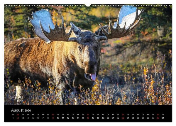 Produktbild: Alaska 2026 Wildes Land am Ende der Welt (hochwertiger Premium Wandkalender 2026 DIN A2 quer), Kunstdruck in Hochglanz