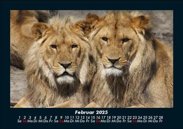 Produktbild: L&ouml;wen in der Wildnis 2025 Fotokalender DIN A5
