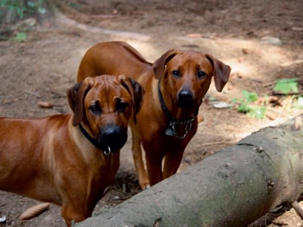 Produktbild: CALVENDO Puzzle Rhodesian Ridgeback | 1000 Teile Lege-Gr&ouml;&szlig;e 64x48cm Foto-Puzzle f&uuml;r gl&uuml;ckliche Stunden