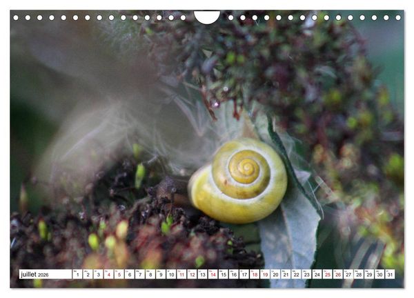 Produktbild: Admirons les escargots (Calendrier mural 2026 DIN A4 vertical), CALVENDO calendrier mensuel