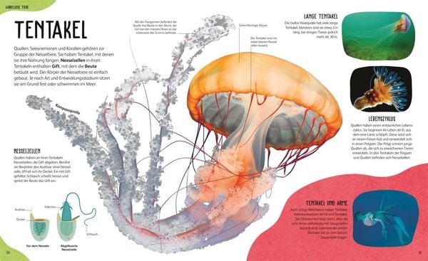 Produktbild: Anatomie der Tiere