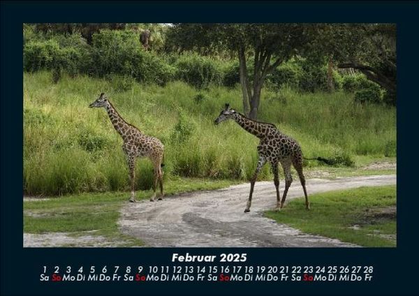 Produktbild: Giraffen 2025 Fotokalender DIN A5
