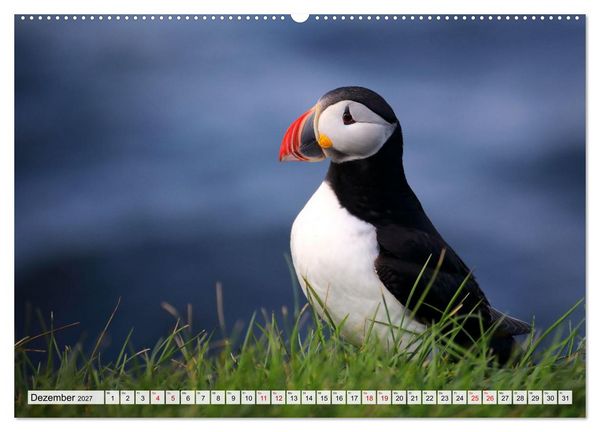 Produktbild: Papageitaucher - charmante Clowns (hochwertiger Premium Wandkalender 2027 DIN A2 quer), Kunstdruck in Hochglanz