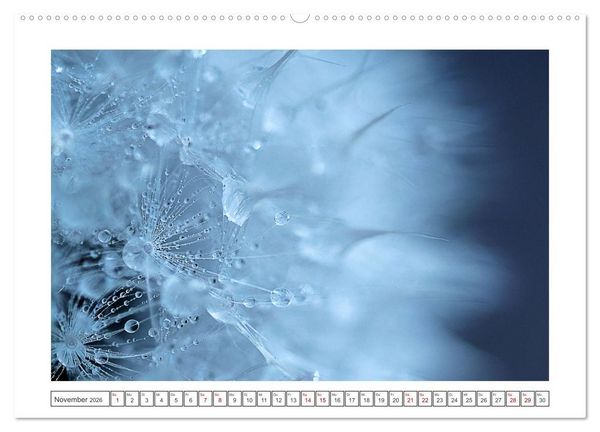 Produktbild: Zauberhafte Pusteblumen (hochwertiger Premium Wandkalender 2026 DIN A2 quer), Kunstdruck in Hochglanz