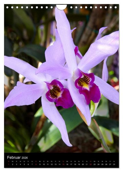Produktbild: Faszination Orchideen (Wandkalender 2026 DIN A4 hoch), CALVENDO Monatskalender