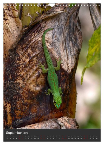 Produktbild: GECKOS (Wandkalender 2026 DIN A3 hoch), CALVENDO Monatskalender