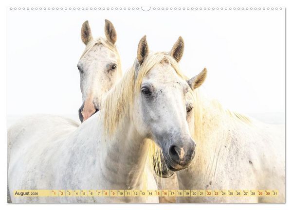 Produktbild: Die wilden Pferde der Camargue (hochwertiger Premium Wandkalender 2026 DIN A2 quer), Kunstdruck in Hochglanz