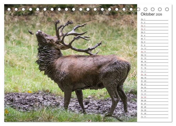 Produktbild: Emotionale Momente: Hirschbrunft. Part II. (Tischkalender 2026 DIN A5 quer), CALVENDO Monatskalender