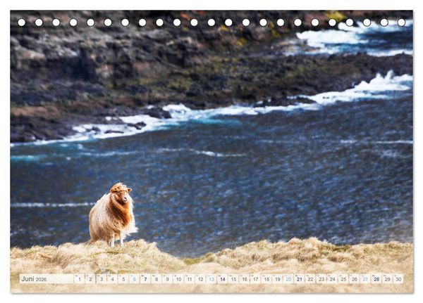 Produktbild: Schafe - Raues Wetter, weiche Wolle (Tischkalender 2026 DIN A5 quer), CALVENDO Monatskalender