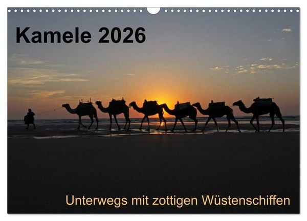 Produktbild: Kamele 2026 - Unterwegs mit zottigen W&uuml;stenschiffen (Wandkalender 2026 DIN A3 quer), CALVENDO Monatskalender