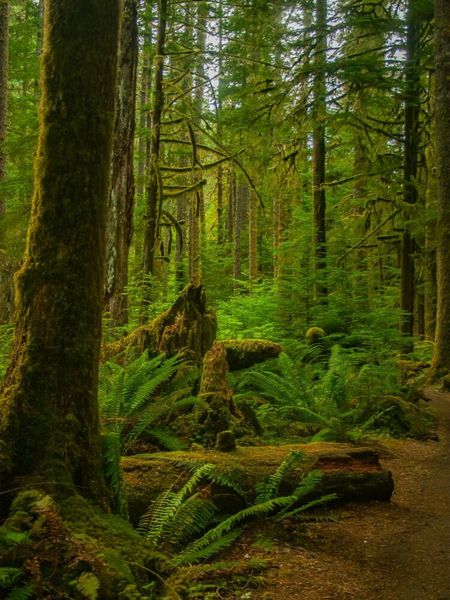 Produktbild: CALVENDO Puzzle Olympic State and National Parks | 1000 Teile Lege-Gr&ouml;&szlig;e 64x48cm Foto-Puzzle f&uuml;r gl&uuml;ckliche Stunden
