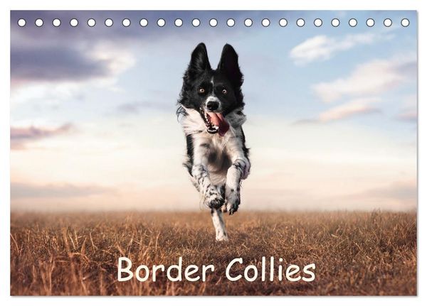 Produktbild: Border Collie Kalender &ndash; Ausdrucksstarke Close-up-Portraits durch die Jahreszeiten (Tischkalender 2027 DIN A5 quer), CALVENDO Monatskalender