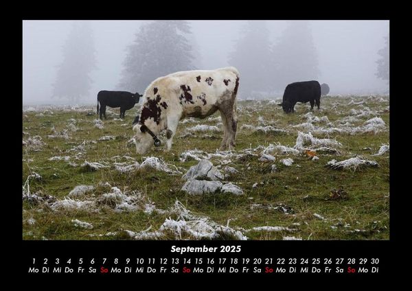 Produktbild: Kuhkalender 2025 Fotokalender DIN A3