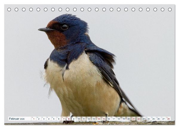 Produktbild: Rauchschwalben - Boten des Sommers (Tischkalender 2026 DIN A5 quer), CALVENDO Monatskalender