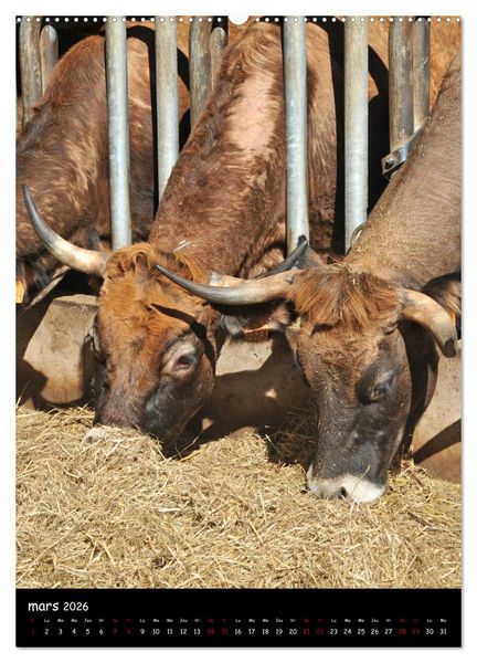 Produktbild: Vaches d'Aubrac (Calendrier mural 2026 DIN A2 horizontal) calendrier de bureau