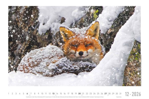 Geheimnisvolles Waldleben 2026 - Bildkalender 49,5x33 cm - Tiere und Pflanzen in unseren heimischen Wäldern - Wandkalender - Wandplaner - Tierkalender