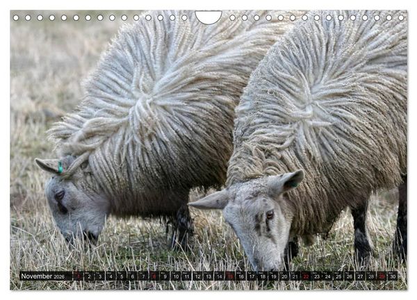 Produktbild: Sheep Portraits (Wall Calendar 2026 DIN A4 landscape), CALVENDO 12 Month Wall Calendar