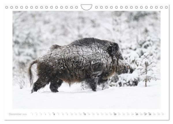 Produktbild: Wild Boars (Wall Calendar 2026 DIN A4 landscape), CALVENDO 12 Month Wall Calendar