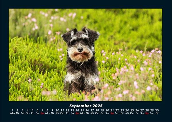 Produktbild: Hundezauber 2025 Fotokalender DIN A4