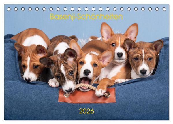 Produktbild: Basenji-Sch&ouml;nheiten (Tischkalender 2026 DIN A5 quer), CALVENDO Monatskalender