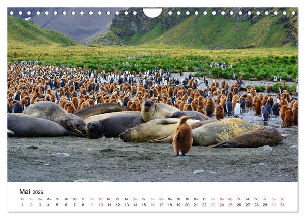 Produktbild: Im Reich der Pinguine (Wandkalender 2026 DIN A4 quer), CALVENDO Monatskalender